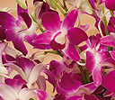 Oriental Orchids